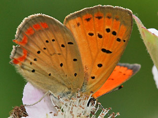 Männchen Lycaena ottomanus Grecian Copper Schmetterlinge und Raupen Südeuropas Griechenland Italien Südfrankreich Spanien Portugal Korsika Sardinien Kroatien Schmetterling