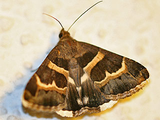Prodotis stolida Tlpeleule  Geometrician