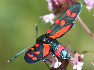 Vernderliches Widderchen Zygaena ephialtes