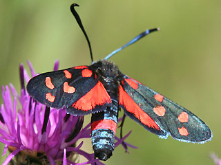 Vernderliches Widderchen Zygaena ephialtes