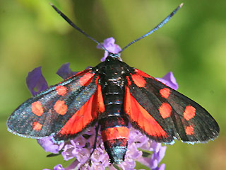 Vernderliches Widderchen Zygaena ephialtes