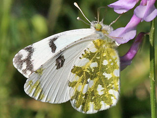 Euchloe ausonia Eastern Dappled White