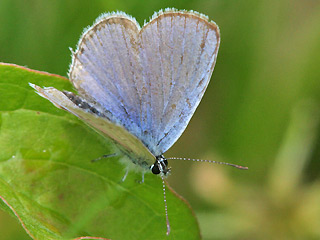 Mnnchen Sdlicher Kurzgeschwnzter Bluling Cupido alcetas Provencal Short-tailed Blue