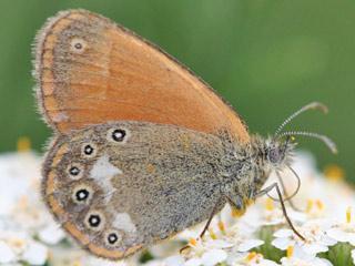 Rotbraunes Wiesenvoegelchen Coenonympha glycerion Chestnut Heath 