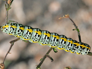 Raupe Shargacucullia scrophulariphila