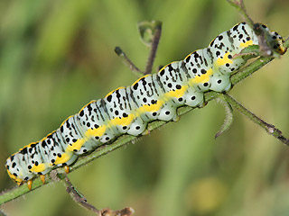 Raupe Shargacucullia scrophulariphila