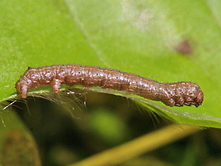 Junge Rupe Federfhler-Herbstspanner Colotois pennaria Feathered Thorn