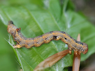 Halberwachsene Raupe Federfhler-Herbstspanner Colotois pennaria Feathered Thorn