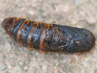 Puppe Streblote panda