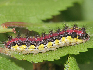 Raupe Trauerwidderchen Aglaope infausta