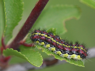 Raupe Trauerwidderchen Aglaope infausta