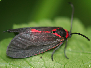 Trauerwidderchen Aglaope infausta