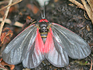 Trauerwidderchen Aglaope infausta