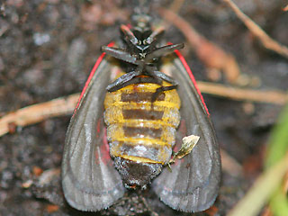 Trauerwidderchen Aglaope infausta