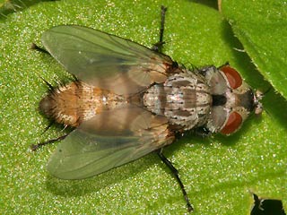 Parasit Trauerwidderchen Aglaope infausta