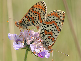 Paarung Roter Scheckenfalter Melitaea didyma Spotted Fritillary