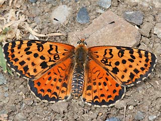 Weibchen Roter Scheckenfalter Melitaea didyma Spotted Fritillary