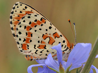 Weibchen Roter Scheckenfalter Melitaea didyma Spotted Fritillary