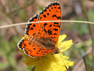 Mnnchen Roter Scheckenfalter Melitaea didyma Spotted Fritillary