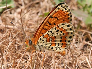 Mnnchen Roter Scheckenfalter Melitaea didyma Spotted Fritillary