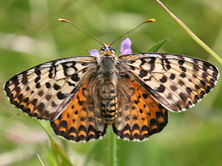 Weibchen Roter Scheckenfalter Melitaea didyma Spotted Fritillary