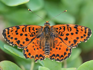 Mnnchen Roter Scheckenfalter Melitaea didyma Spotted Fritillary