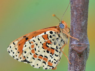 Mnnchen Roter Scheckenfalter Melitaea didyma Spotted Fritillary