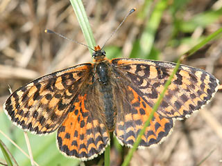 Weibchen Roter Scheckenfalter Melitaea didyma Spotted Fritillary