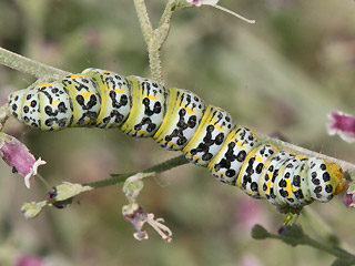 Raupe Shargacucullia (Cucullia) blattariae