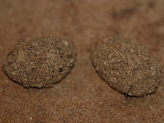 Erdkokons Shargacucullia (Cucullia) blattariae