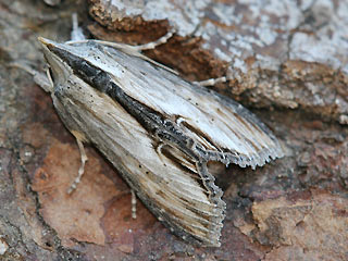 Shargacucullia (Cucullia) blattariae