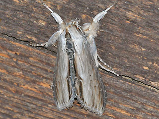 Shargacucullia (Cucullia) blattariae