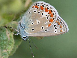 Männchen Polyommatus thersites Esparsetten-Bläuling Chapman's Blue