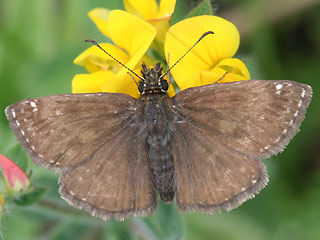 Mnnchen Dunkler Dickkopffalter, Kronwicken-Dickkopffalter Erynnis tages Dingy Skipper (22569 Byte)