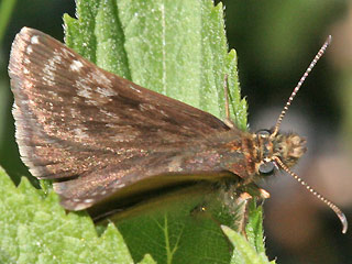 Dunkler Dickkopffalter, Kronwicken-Dickkopffalter Erynnis tages Dingy Skipper (22569 Byte)