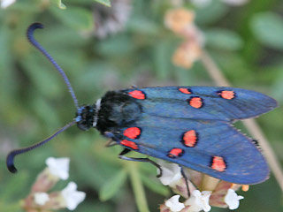 Zygaena lavandulae