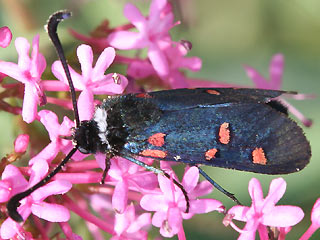 Zygaena lavandulae