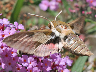 Falter im Flug Wolfsmilchschwärmer Hyles euphorbiae Spurge Hawk-moth