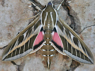 Linienschwärmer Hyles livornica Striped Hawk-moth
