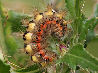 Raupe Wolfsmilch-Rindeneule Acronicta euphorbiae Sweet Gale Moth