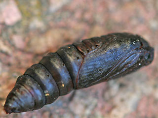 Puppe Wolfsmilch-Rindeneule Acronicta euphorbiae Sweet Gale Moth