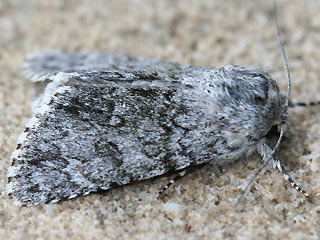 Wolfsmilch-Rindeneule Acronicta euphorbiae Sweet Gale Moth
