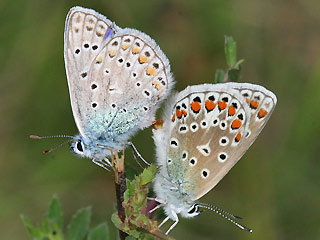Paarung Hauhechel-Bläuling Polyommatus (Polyommatus) icarus Common Blue Bläuling