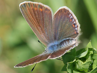 Weibchen Hauhechel-Bläuling Polyommatus (Polyommatus) icarus Common Blue Bläuling