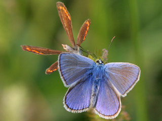 Balz Hauhechel-Bläuling Polyommatus (Polyommatus) icarus Common Blue Bläuling