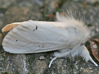 Goldafter Euproctis chrysorrhoea Brown-tail