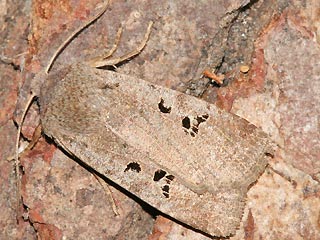 Conistra rubiginosa Schwarzgefleckte Wintereule Feldholz-Wintereule