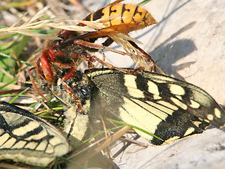 Schwalbenschwanz Papilio machaon Swallowtail   Falter von Hornisse erbeutet