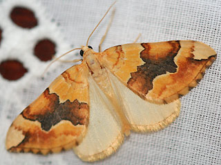 Cidaria fulvata Gelber Rosen-Bindenspanner Barred Yellow