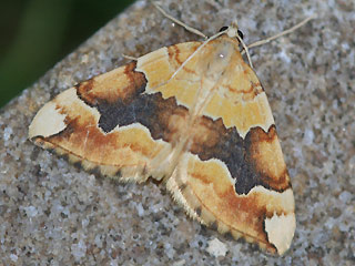 Cidaria fulvata Gelber Rosen-Bindenspanner Barred Yellow